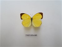 藏品(黃蝶)的圖片